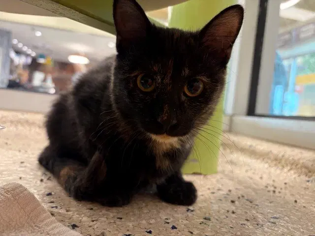 Cat Olantern - Domestic Short Hair