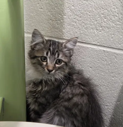 Trixie - Domestic Long Hair