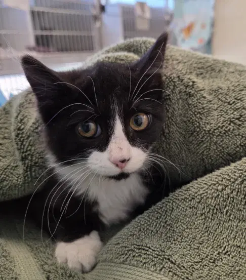 Belinda - Domestic Short Hair