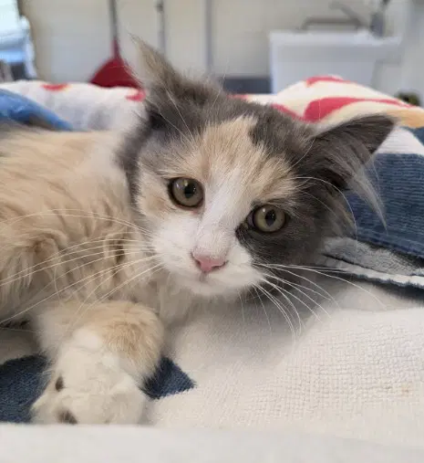 Nellie - Domestic Medium Hair