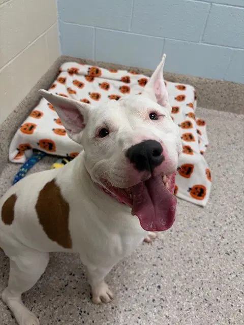 Princess - Pit Bull Terrier