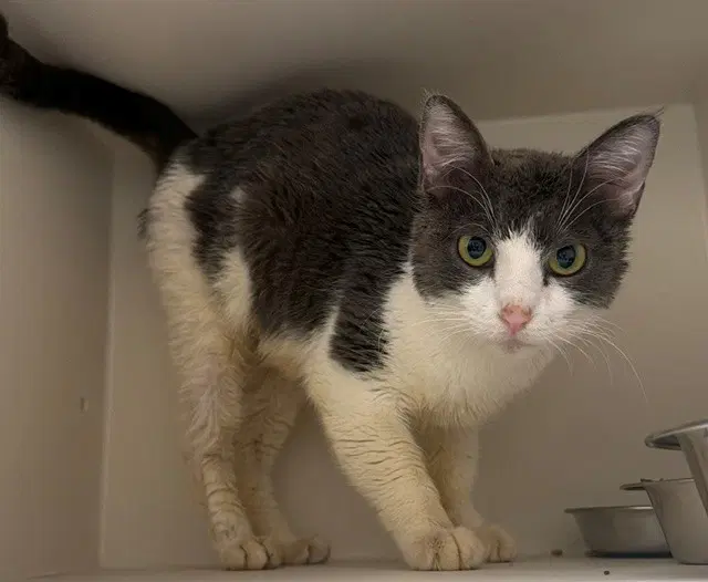 Maria - Domestic Short Hair