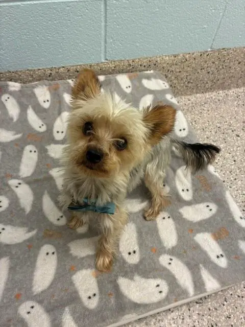 Olie - Yorkshire Terrier Yorkie