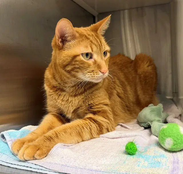 Tiggs - Domestic Short Hair