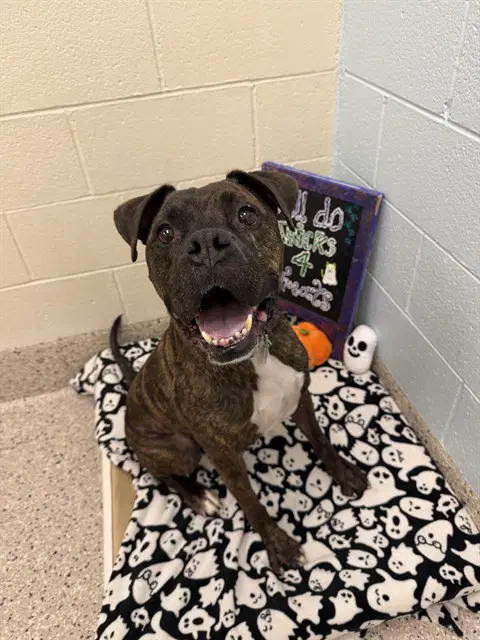 Chompiraz - Pit Bull Terrier