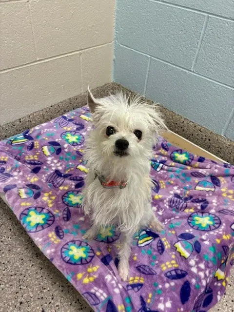 Navi - Terrier