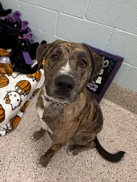 Baloo - Catahoula Leopard Dog
