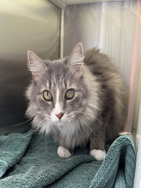 Jenna - Domestic Long Hair