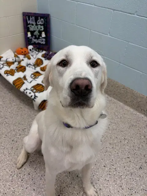 Maxie - Great Pyrenees