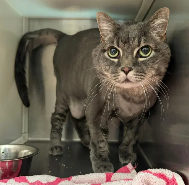 Gotham - Domestic Short Hair