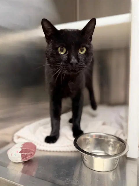 Dillon - Domestic Short Hair