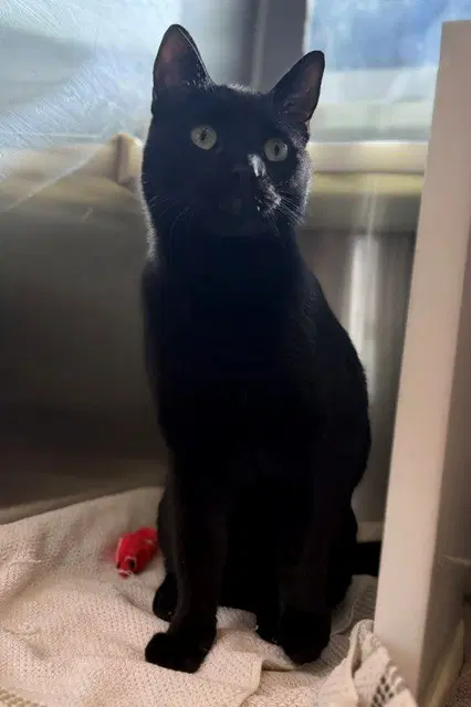 Simon - Domestic Short Hair