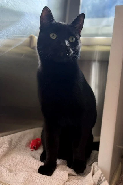 Simon