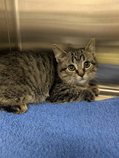 Lil Zazu - Domestic Medium Hair