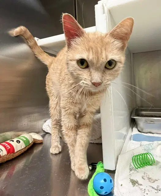 Limu - Domestic Short Hair
