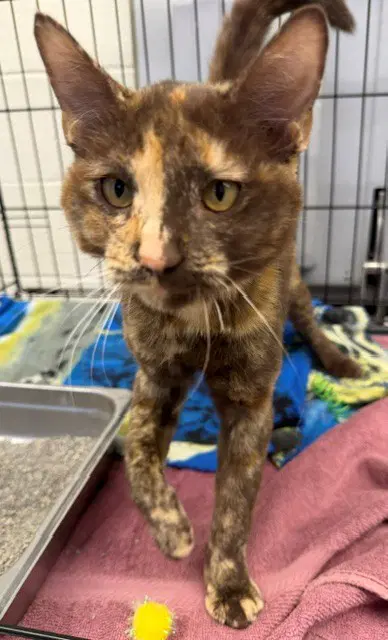 Jolene - Domestic Short Hair