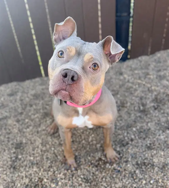 Autumn - Pit Bull Terrier