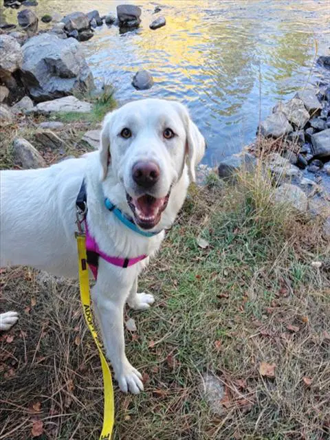 Maxie - Great Pyrenees