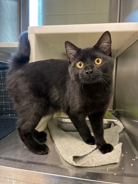Mortimer - Domestic Short Hair