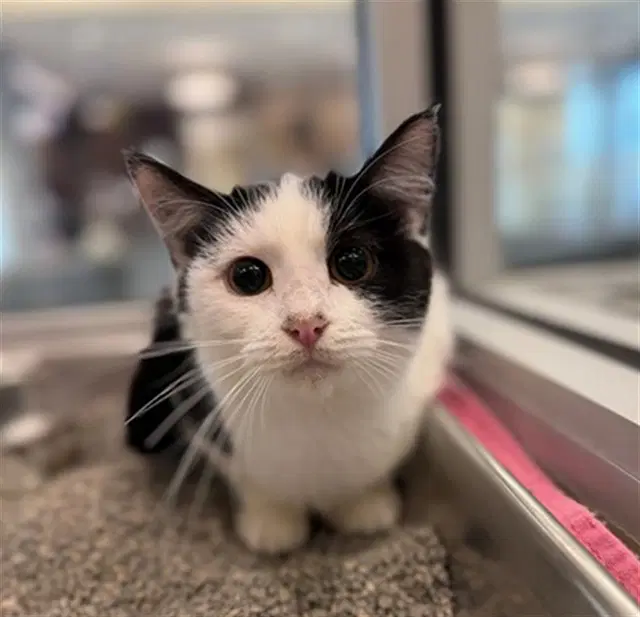 Hex - Domestic Short Hair