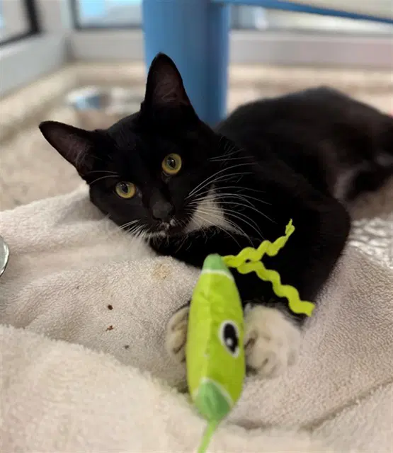 Hexa - Domestic Short Hair