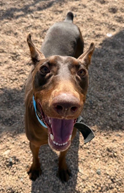 Bruno