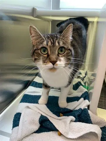 Nora - Domestic Short Hair