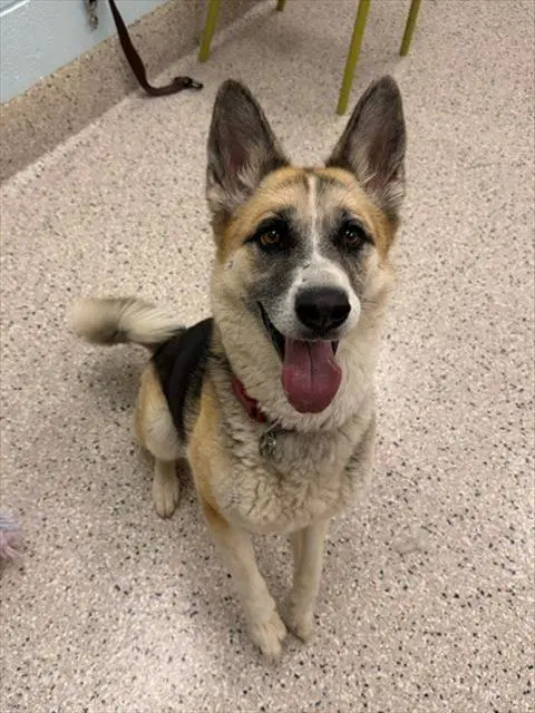 Tully - German Shepherd Dog