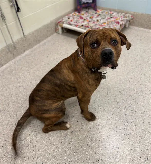 Milo - Mastiff