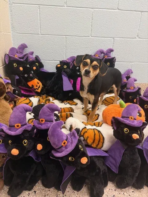 Courage - Chihuahua