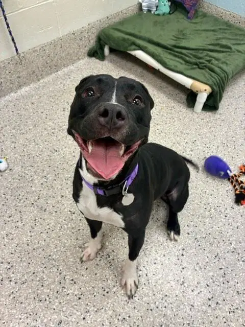 Bella - Pit Bull Terrier