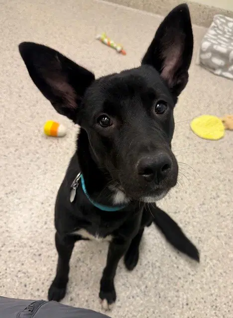 Rex - German Shepherd Dog