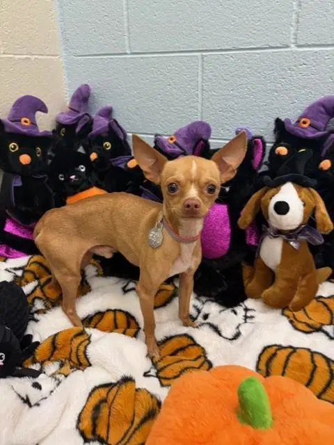 Viper - Chihuahua