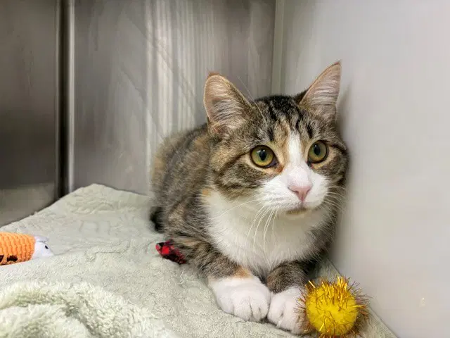 Ripley - Domestic Short Hair