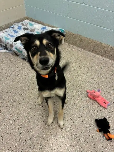 Hendrix - German Shepherd Dog