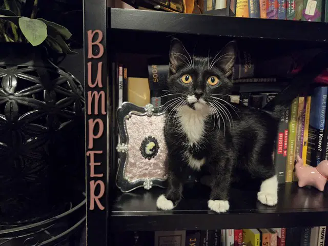 Bumper - Domestic Short Hair