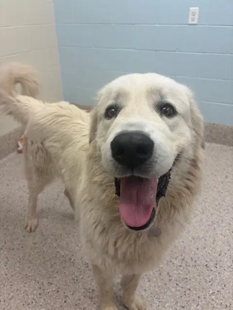 Karl The Fog - Great Pyrenees
