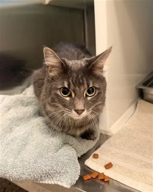 Emmy - Domestic Medium Hair