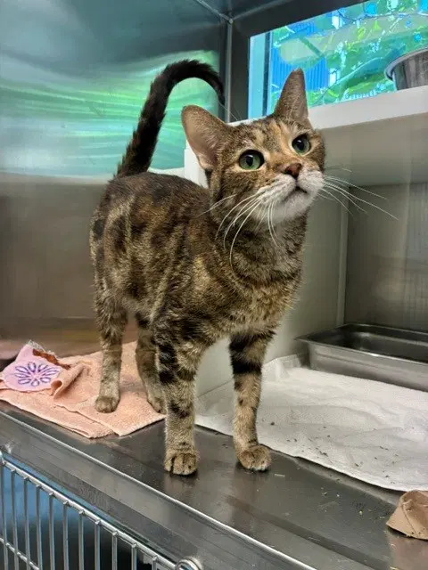 Senorita Phoebe - Domestic Short Hair