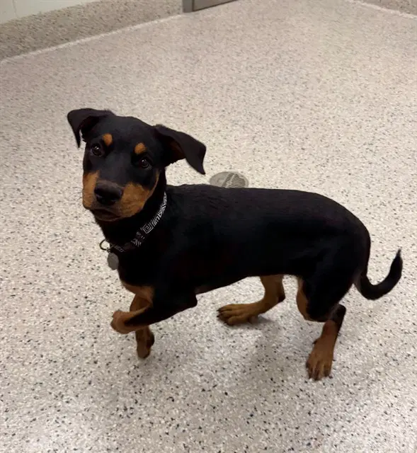 Octavia - Rottweiler