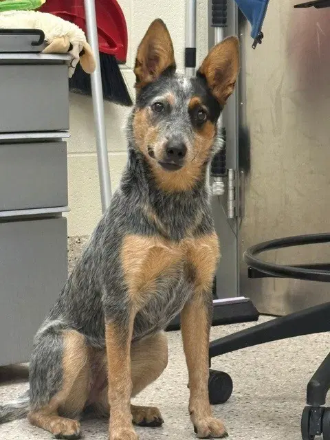 Sheba - Australian Cattle Dog/Blue Heeler