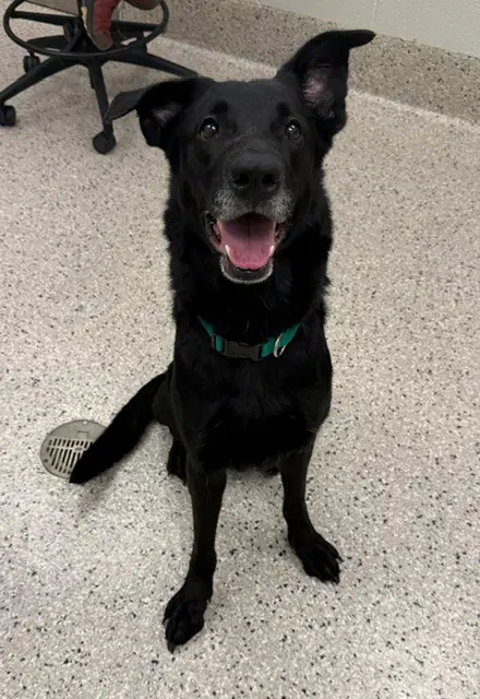 Nalla - Labrador Retriever