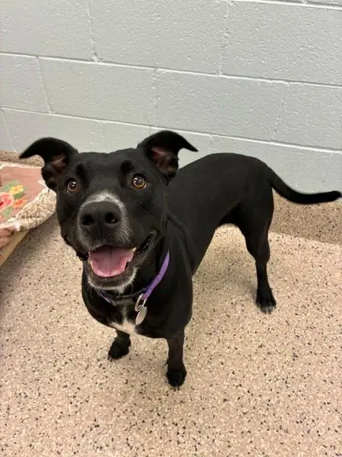 Lilo Lilac - Pit Bull Terrier