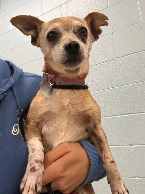 Fred - Chihuahua