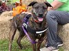 adoptable Dog in tallahassee, FL named PRIMROSE