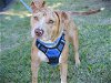 adoptable Dog in tallahassee, FL named TINKER