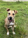 adoptable Dog in tallahassee, FL named MAGGIE