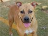 adoptable Dog in tallahassee, FL named BAMBI
