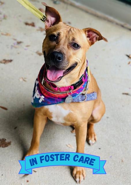 adoptable Dog in Tallahassee, FL named BAMBI