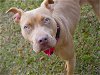 adoptable Dog in tallahassee, FL named LEAH